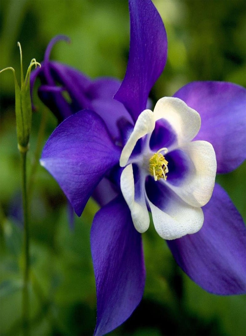 GGOOT - 150+ Columbine Granny's Bonnet Aquilegia - Flower Mix - Image 3