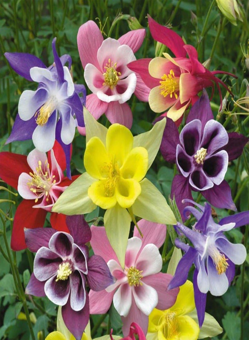 GGOOT - 150+ Columbine Granny's Bonnet Aquilegia - Flower Mix - Image 1