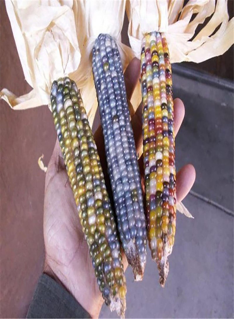 GGOOT 40Pcs/Bag Food Long Term Storage Easy To Grow Premium Vegetable Garden Corn - Image 2