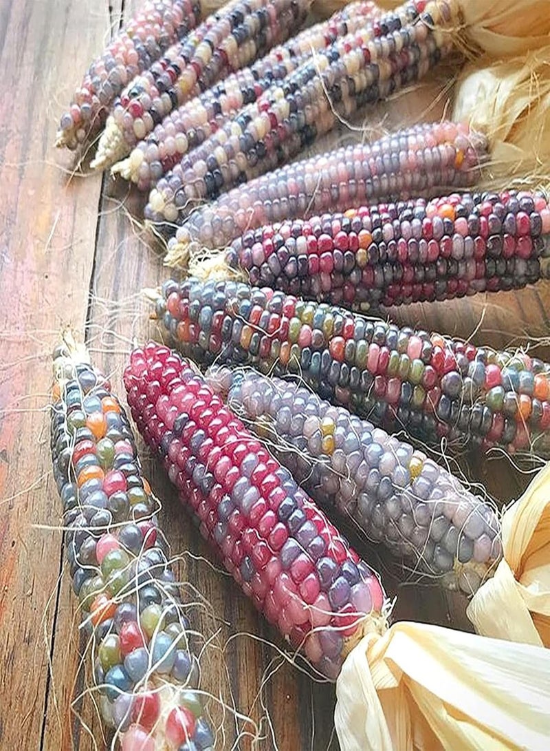GGOOT 40Pcs/Bag Food Long Term Storage Easy To Grow Premium Vegetable Garden Corn - Image 5