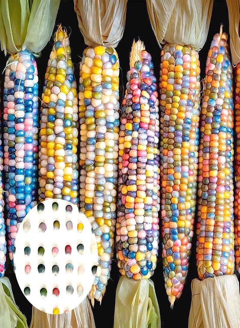 GGOOT 40Pcs/Bag Food Long Term Storage Easy To Grow Premium Vegetable Garden Corn - Image 1