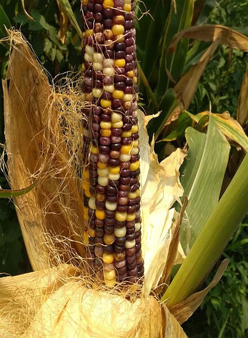 GGOOT 40Pcs/Bag Food Long Term Storage Easy To Grow Premium Vegetable Garden Corn - Image 4