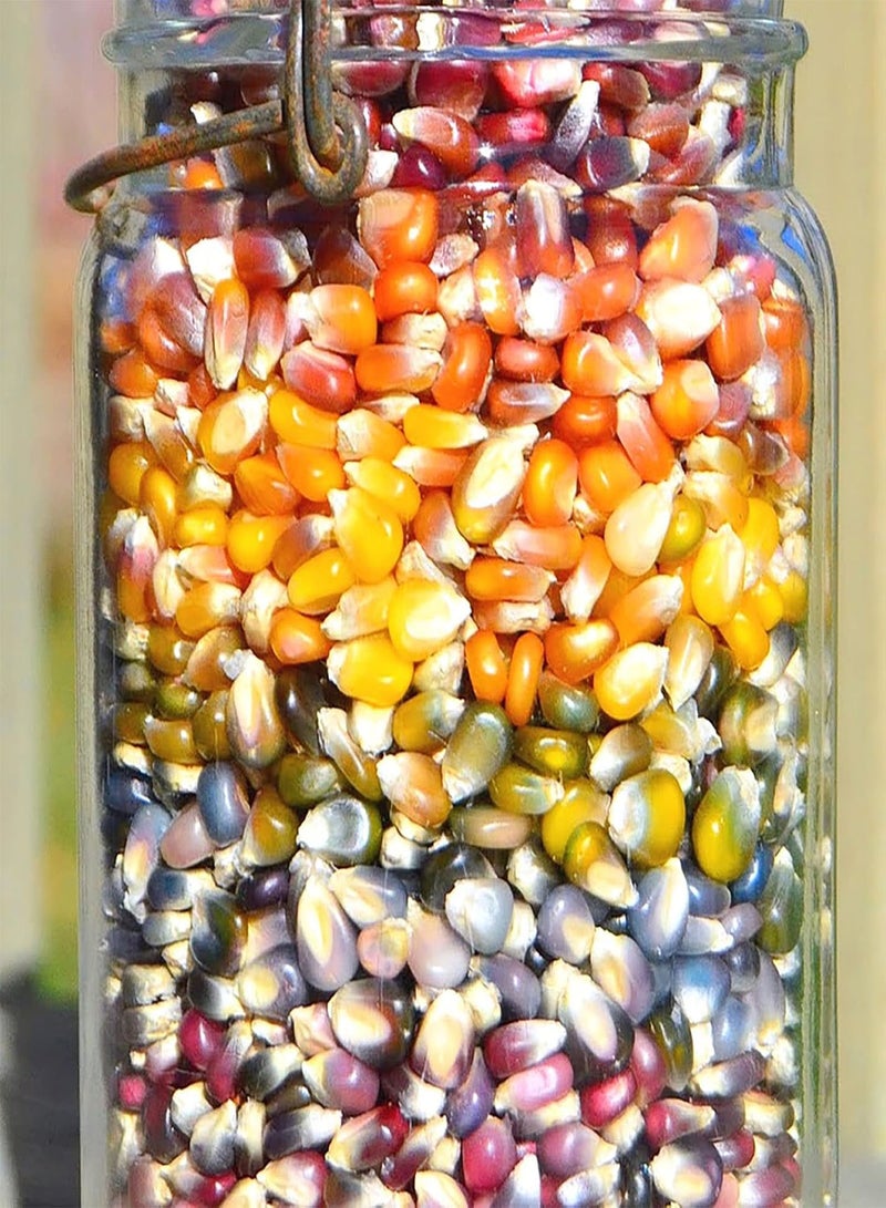 GGOOT 40Pcs/Bag Food Long Term Storage Easy To Grow Premium Vegetable Garden Corn - Image 3