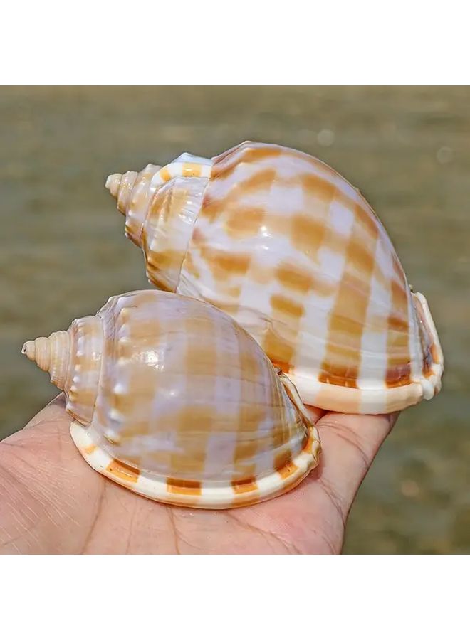 قطعتان من ديكور حوض السمك قوقعة الحلزون البطيخي لأسماك سرطان البحر، للمياه المالحة والعذبة - Image 1