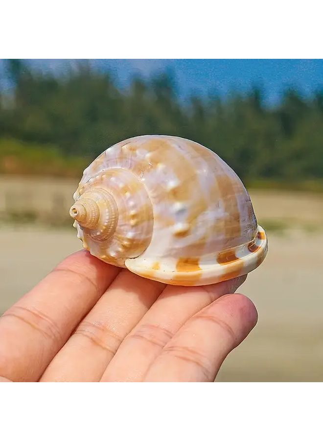 قطعتان من ديكور حوض السمك قوقعة الحلزون البطيخي لأسماك سرطان البحر، للمياه المالحة والعذبة - Image 5