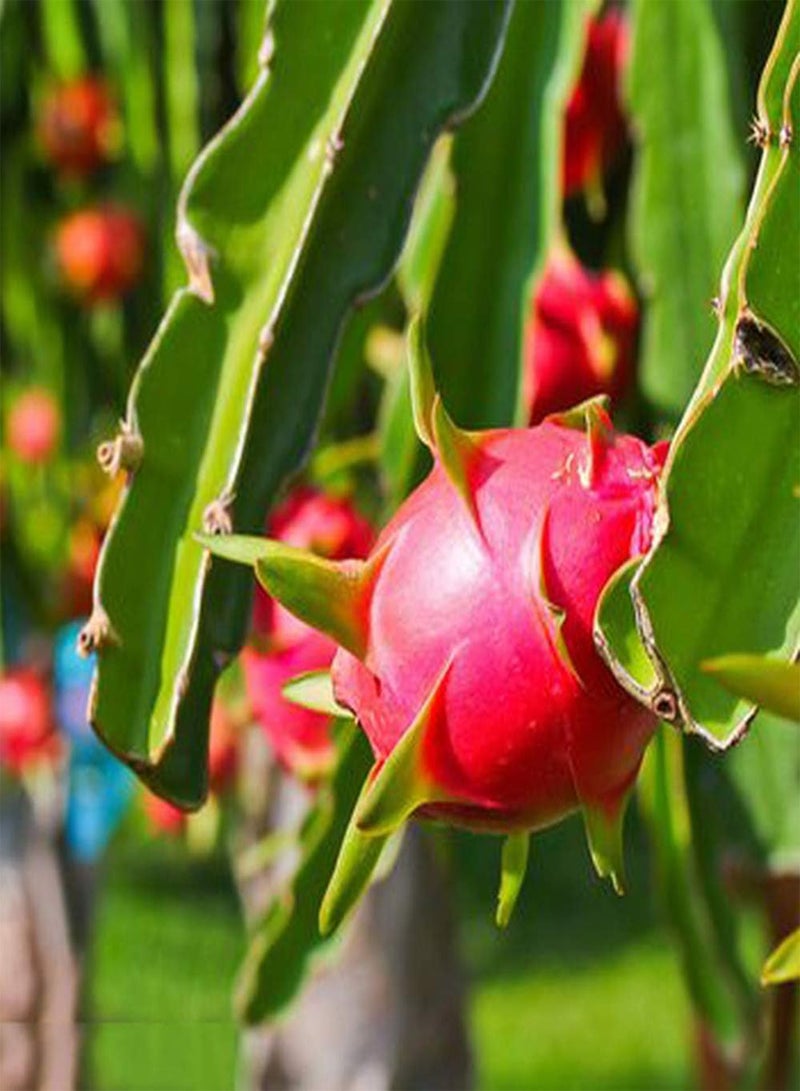 جي جوت 20 قطعة من بذور بيتايا فاكهة التنين للزراعة في المزرعة الخارجية وفناء العائلة وفاكهة الصبار دائمة الخضرة لتزيين الحديقة سهلة الإنبات ذات قدرة قوية على التكيف مناسبة للمبتدئين - Image 1