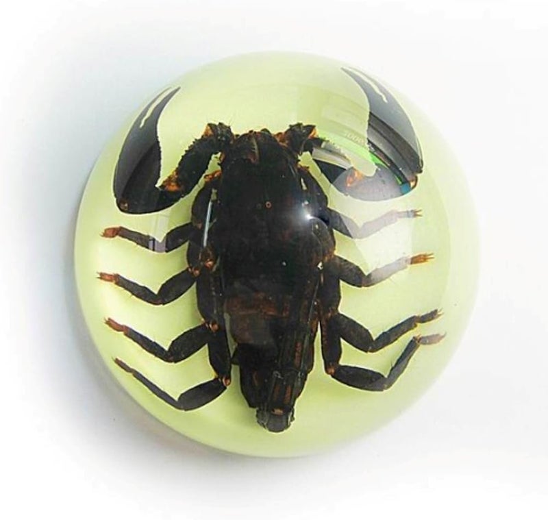Dome Paperweight Black Scorpion Glow in The Dark Back Ground