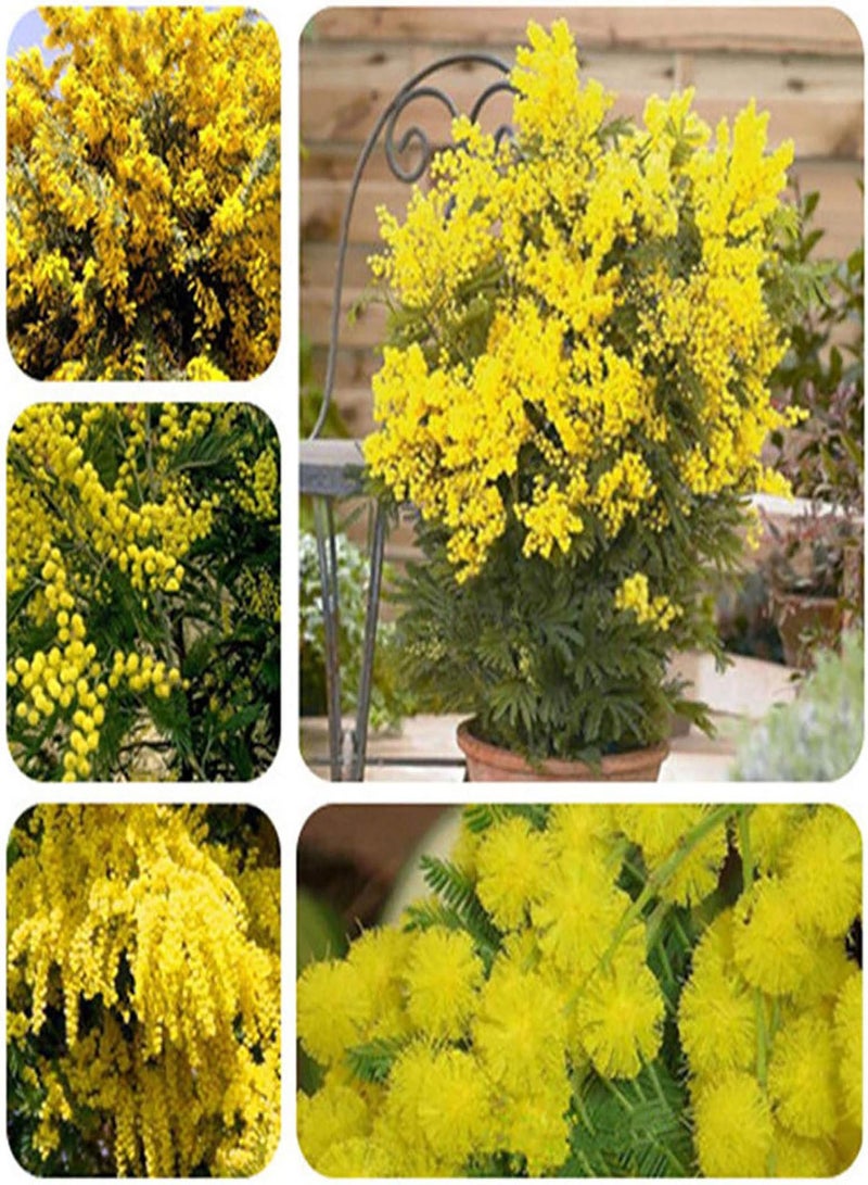 جي جوت نباتات زهور الحديقة الخضراء - 50 بذرة ميموزا ذهبية، شجرة أكاسيا بيليانا الصفراء، ديكور زهور بونساي - Image 2