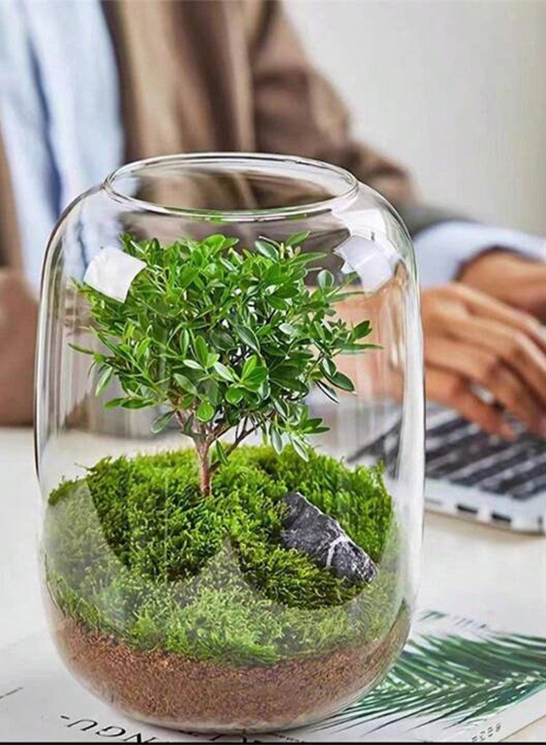 Aquarium Terrarium glass tank 16x18cm clear - Image 2