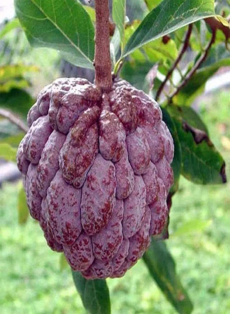 GGOOT 80Pcs Annona Seeds for Planting Red Skin Natural Health Soursop Fruits Decorative Garden Easy to Maintain Sugar Apple Suitable for Beginners - Image 1