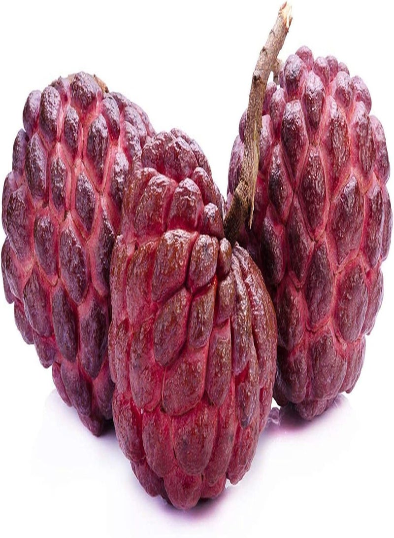GGOOT 80Pcs Annona Seeds for Planting Red Skin Natural Health Soursop Fruits Decorative Garden Easy to Maintain Sugar Apple Suitable for Beginners - Image 2