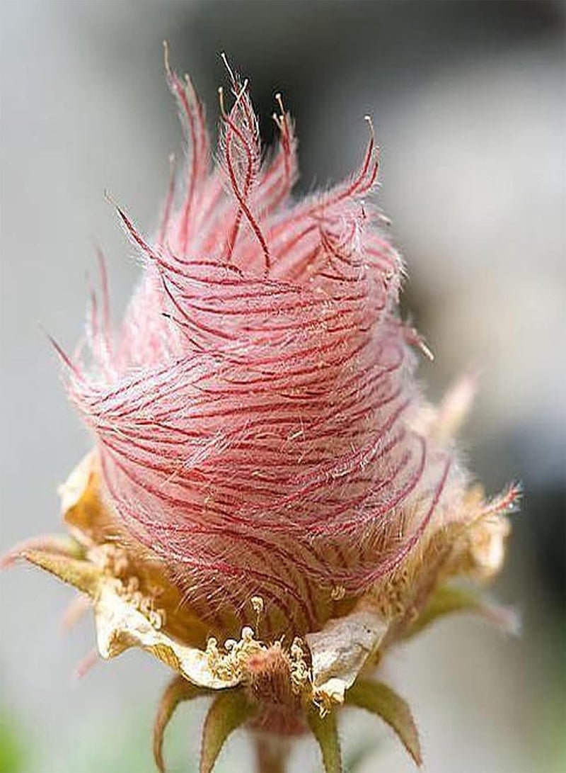 جي جوت 40 قطعة/كيس من بذور Prairie Smoke، بذور Geum Triflorum، أرجوانية غنية بالحيوية، للشرفة - بذور - Image 1