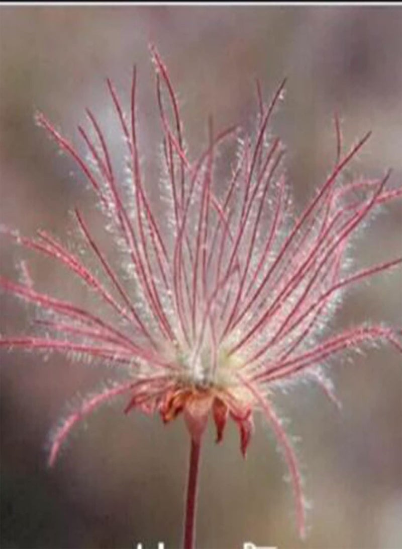 جي جوت 40 قطعة/كيس من بذور Prairie Smoke، بذور Geum Triflorum، أرجوانية غنية بالحيوية، للشرفة - بذور - Image 3