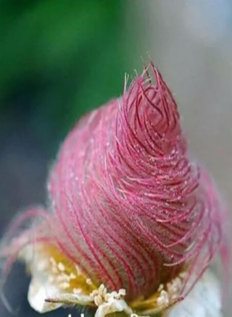 جي جوت 40 قطعة/كيس من بذور Prairie Smoke، بذور Geum Triflorum، أرجوانية غنية بالحيوية، للشرفة - بذور - Image 2