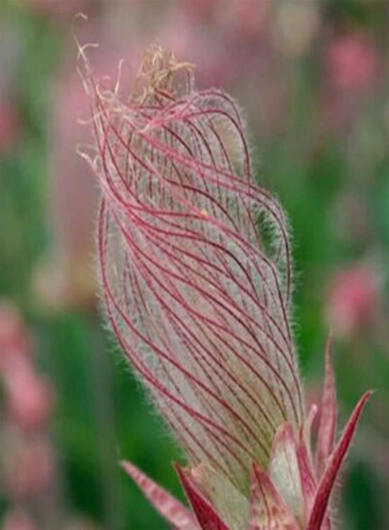 جي جوت 40 قطعة/كيس من بذور Prairie Smoke، بذور Geum Triflorum، أرجوانية غنية بالحيوية، للشرفة - بذور - Image 4