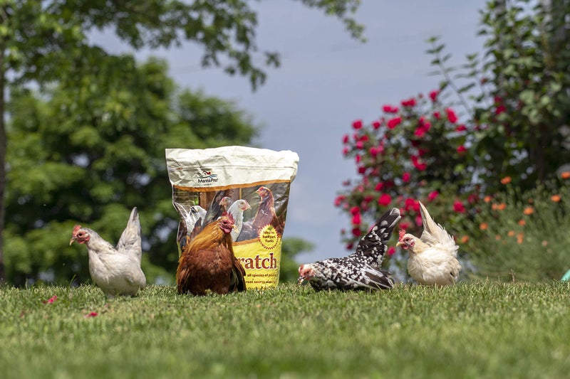 Manna Pro Ultimate chicken Scratch Feed, Nutrient-Rich Scratch Grain Treat for Chickens and Poultry, Natural Multigrain Blend for Backyard Flocks and Laying Hens, Made in USA, 10 lb Bag - Image 2