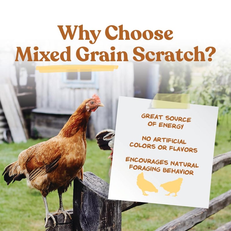 Manna Pro Ultimate chicken Scratch Feed, Nutrient-Rich Scratch Grain Treat for Chickens and Poultry, Natural Multigrain Blend for Backyard Flocks and Laying Hens, Made in USA, 10 lb Bag - Image 4