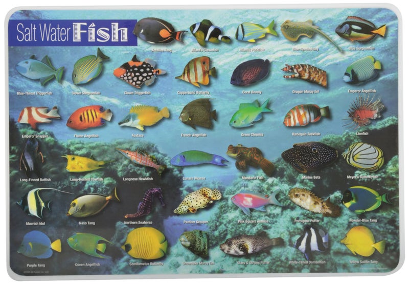 Painless Learning Saltwater Fish Placemat, 12 x 17 1/2 inches - Image 5