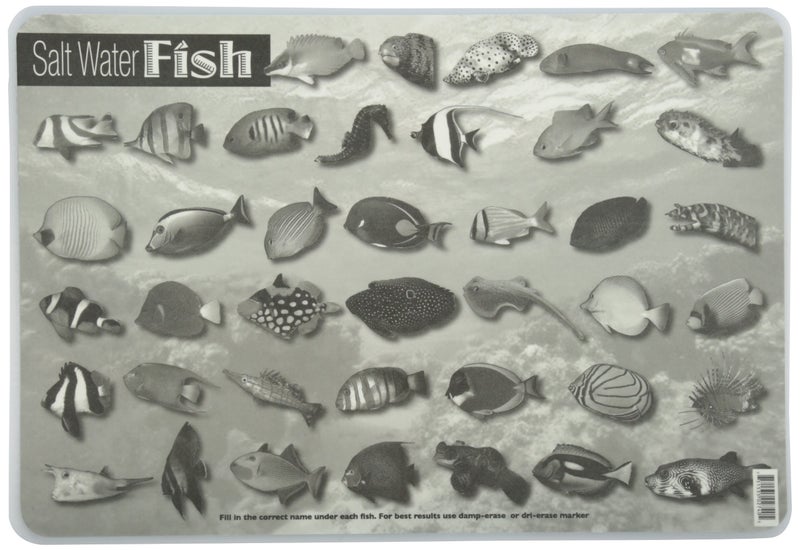 Painless Learning Saltwater Fish Placemat, 12 x 17 1/2 inches - Image 2