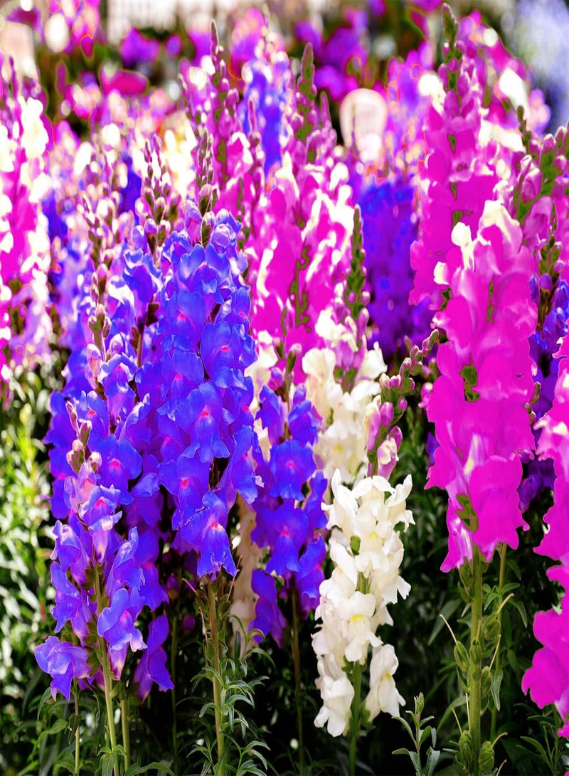 جي جوت 100 قطعة من بذور أنف العجل المختلطة لديكور حديقة الزهور الجميلة