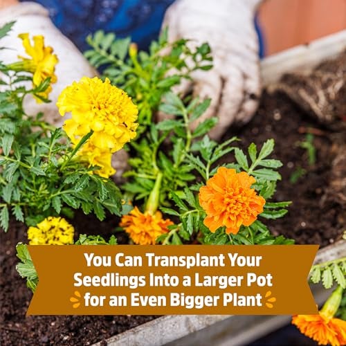 Back to the Roots Organic Marigold Flower Grow Kit with Plantable Starting Pot Soil and Seeds - Image 5