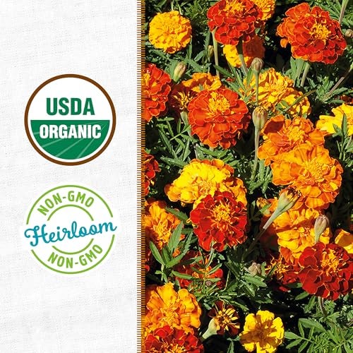 Back to the Roots Organic Marigold Flower Grow Kit with Plantable Starting Pot Soil and Seeds - Image 4
