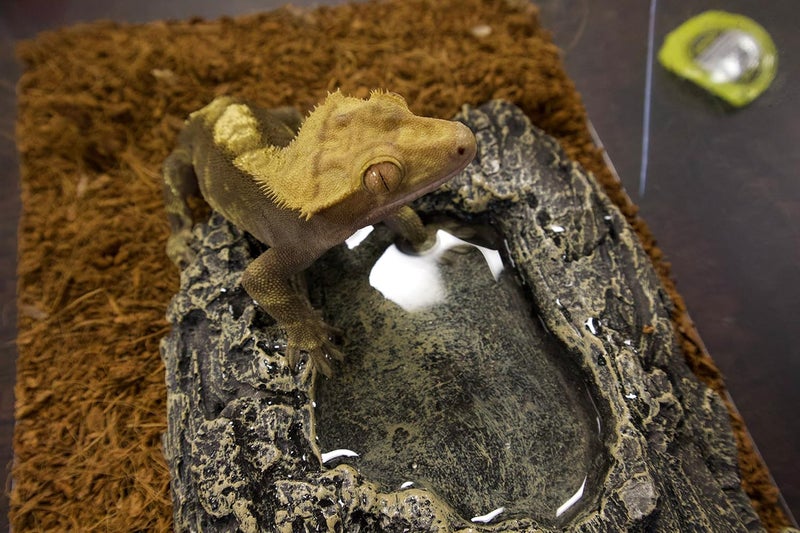 Komodo Habitat Rock Bowl Small Natural Looking Decorative Fod  Water Dish  Ideal for Short Legged Species - Image 2
