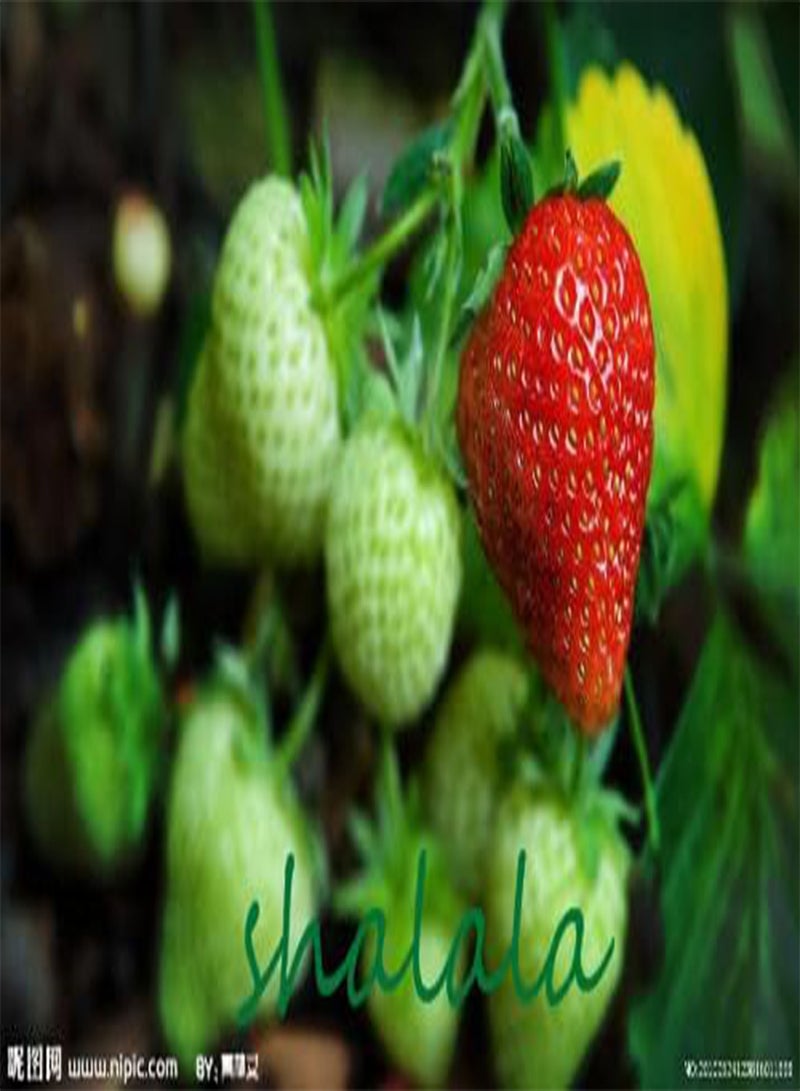 GGOOT Strawberry Seed,Climbing Strawberry Plant,Sweet Multi Color Strawberry,Organic Fruit Plant,for Home Garden,200pcs/bag - (Color: 5) - Image 3
