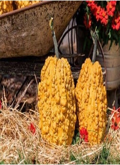 25+ Seeds Corn Cob Pumpkin eldcy (Seeds)