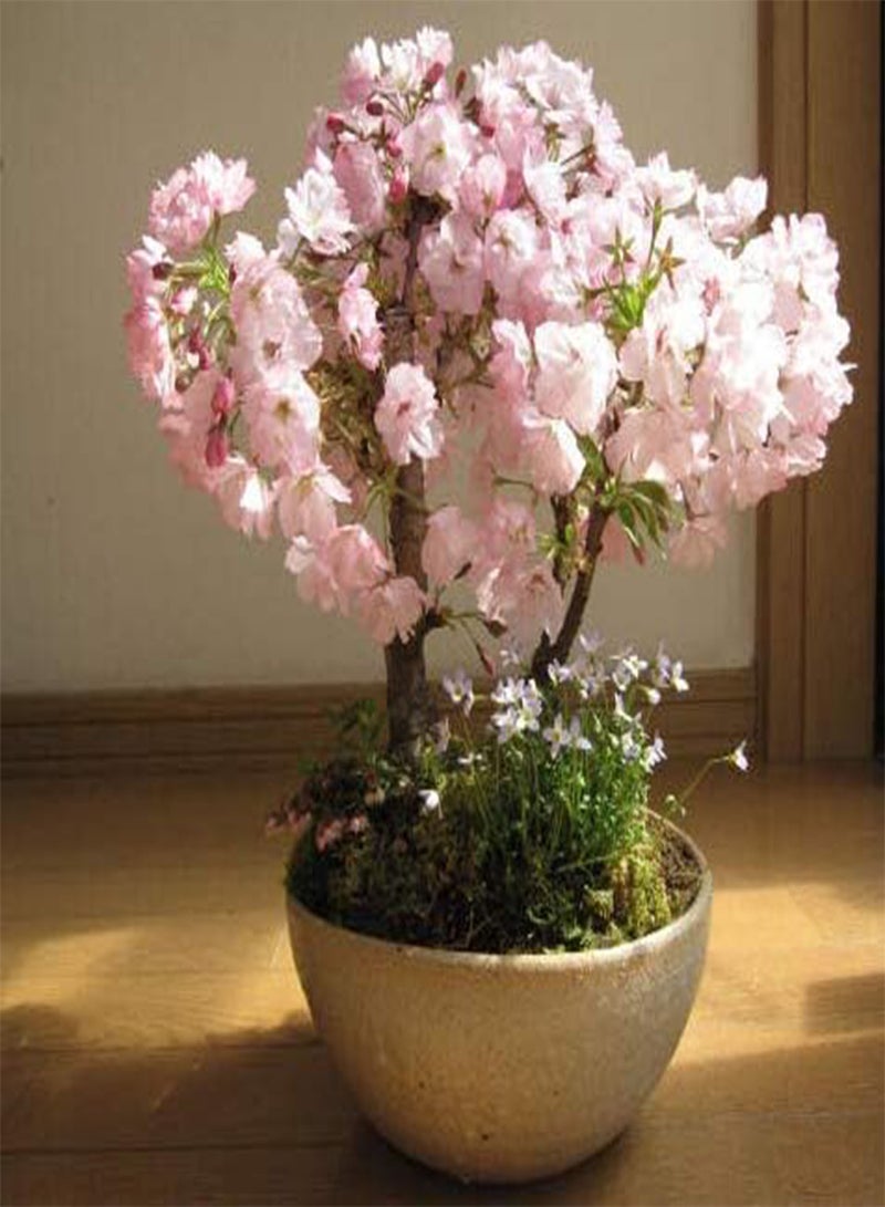 GGOOT 20Pcs Nice Sakura Seeds Cherry Blossom Bonsai Flower Seed DIY Home Garden Sakura Seeds Japan Perfume