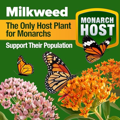 HOME GROWN Premium Monarch Butterfly Wildflower Seeds Mix (2oz) - 20000+ Non-GMO Milkweed Seeds for Monarch Butterflies - Perennial Wildflowers - Bulk Flower Seeds for Pollinator Gardens - Image 3