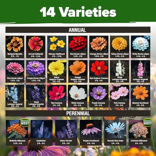 HOME GROWN Premium Monarch Butterfly Wildflower Seeds Mix (2oz) - 20000+ Non-GMO Milkweed Seeds for Monarch Butterflies - Perennial Wildflowers - Bulk Flower Seeds for Pollinator Gardens - Image 2