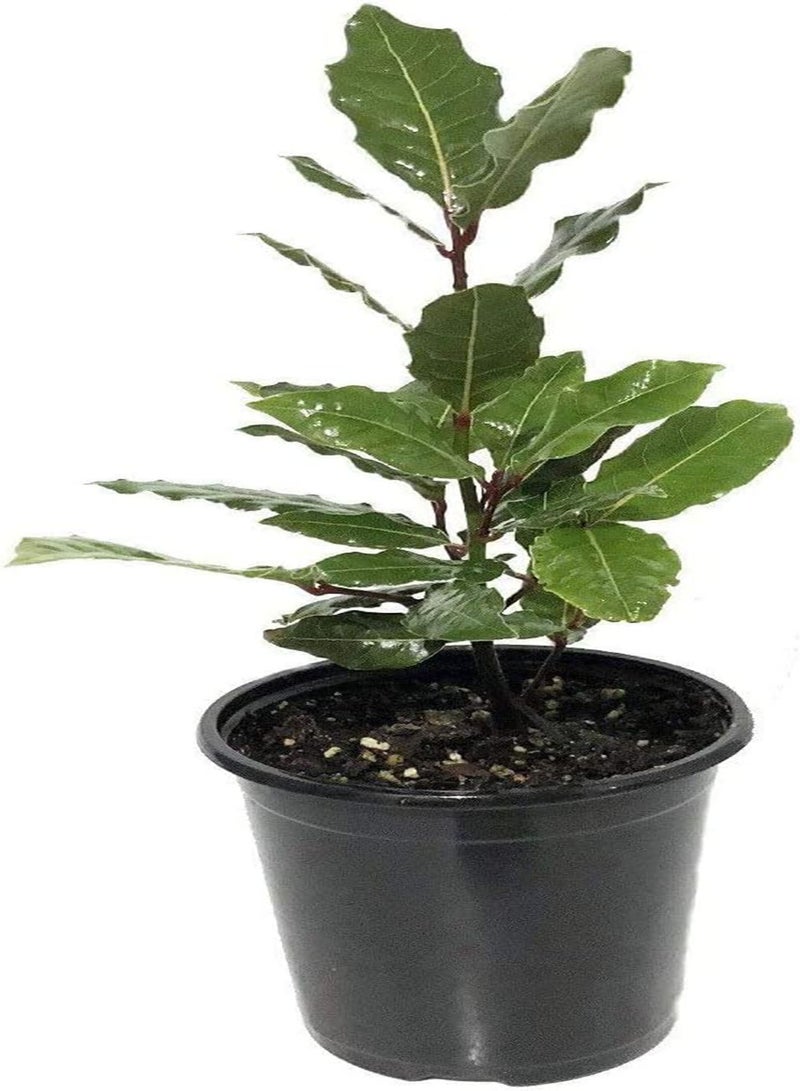 جي جوت بذور نبات أوراق الغار المعروفة أيضًا باسم سويت باي، باي لوريل، ترو لوريل، لوروس نوبيليس