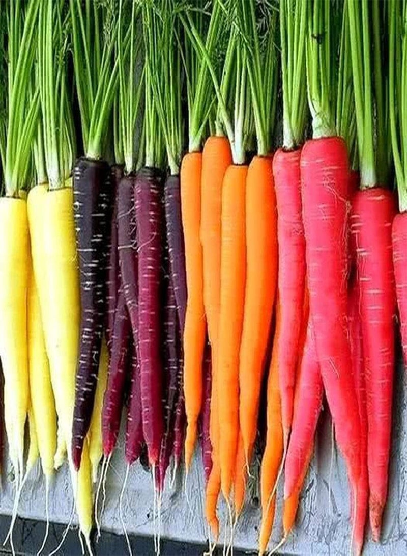 جي جوت 500 قطعة من بذور الجزر المختلطة، خضراوات طبيعية ملونة لزراعة الفناء والشرفة، سهلة العناية، ألوان منعشة وممتعة، لها قيمة زخرفية - Image 2