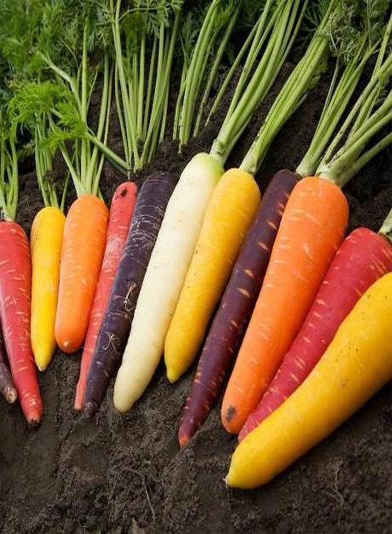 جي جوت 500 قطعة من بذور الجزر المختلطة، خضراوات طبيعية ملونة لزراعة الفناء والشرفة، سهلة العناية، ألوان منعشة وممتعة، لها قيمة زخرفية - Image 1