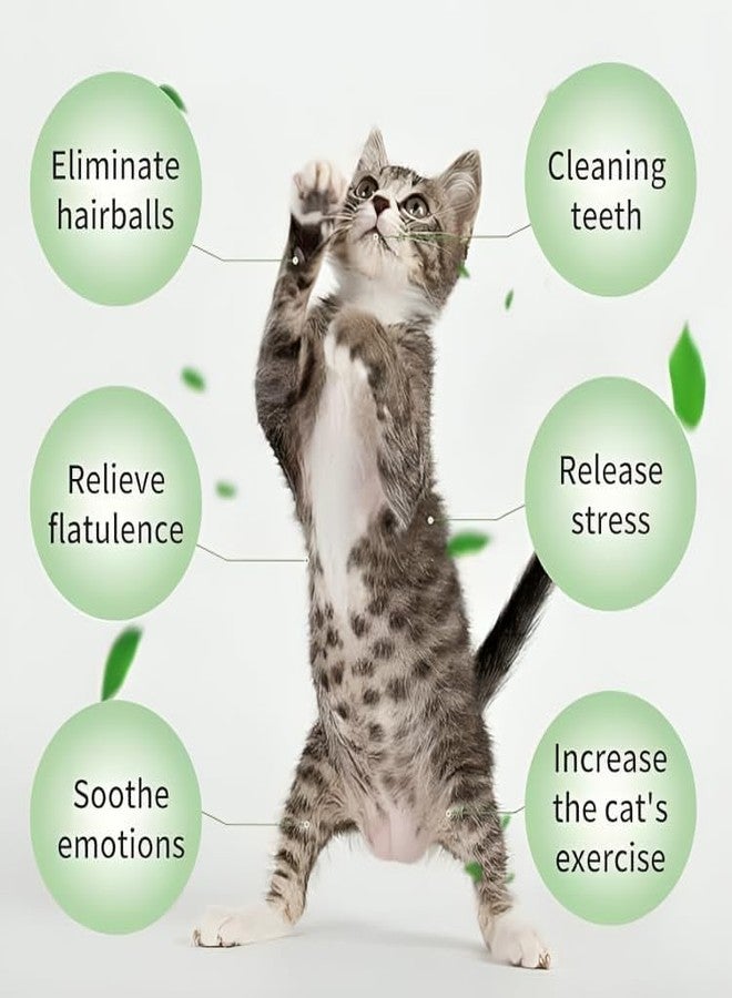 PET FUN لعبة النعناع البري للقطط من بيت فن | لعبة جدارية دوارة 360 درجة للقطط | نعناع بري طبيعي | تنظيف الأسنان، والتحكم في كرات الشعر، والمضغ | لعبة صالحة للأكل للحيوانات الأليفة (لون عشوائي) (على شكل أفوكادو) - Image 3