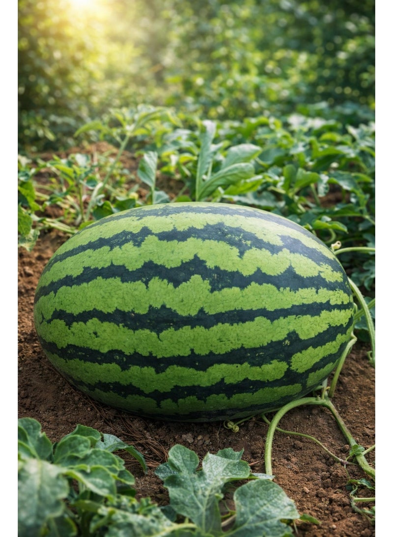 vsell24 Pack of 3 Watermelon Seeds for Planting Grow Water Melon At Home Non-GMO Home Garden Seeds With 99% Cleaness, 95% Purity, 90% Germination Rate 10g - Image 4