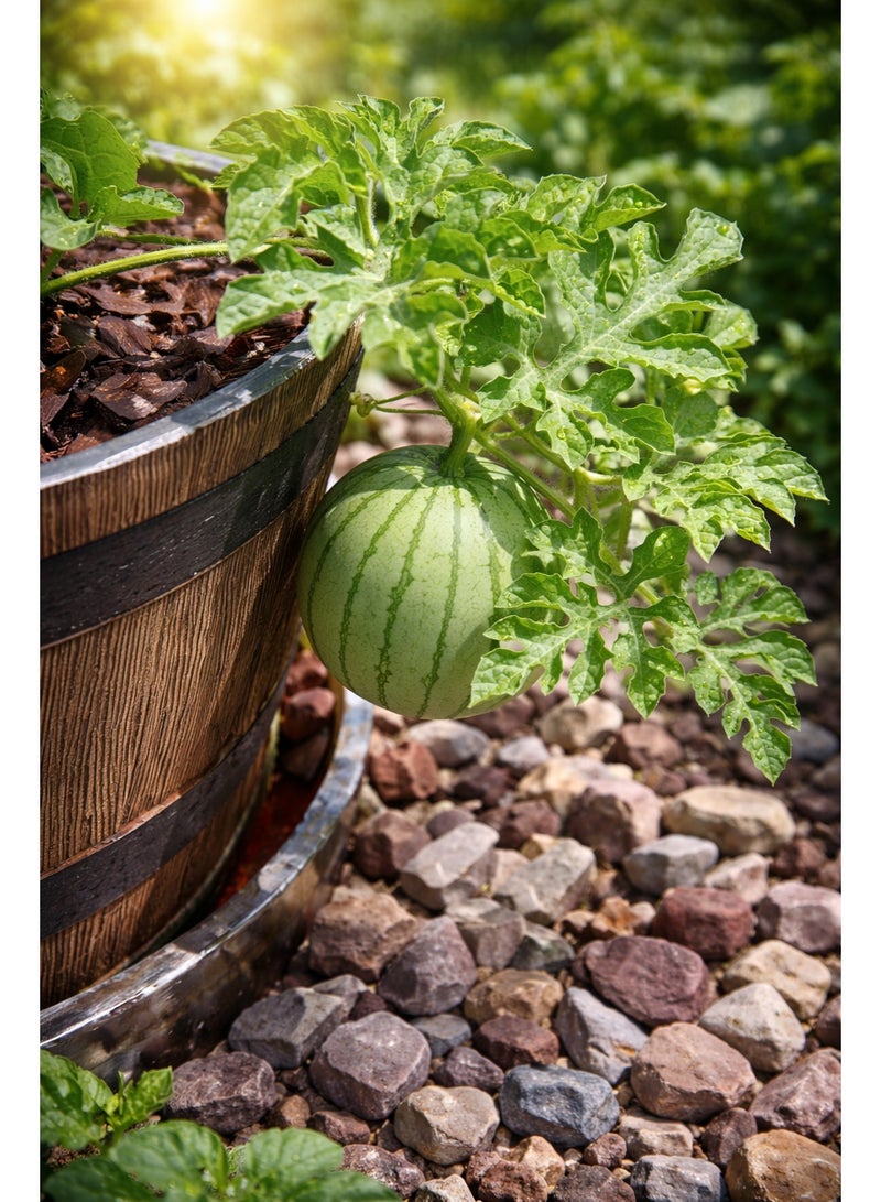 vsell24 Pack of 3 Watermelon Seeds for Planting Grow Water Melon At Home Non-GMO Home Garden Seeds With 99% Cleaness, 95% Purity, 90% Germination Rate 10g - Image 2