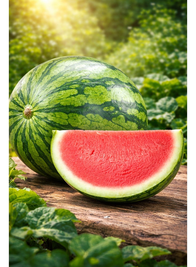 vsell24 Pack of 3 Watermelon Seeds for Planting Grow Water Melon At Home Non-GMO Home Garden Seeds With 99% Cleaness, 95% Purity, 90% Germination Rate 10g - Image 5