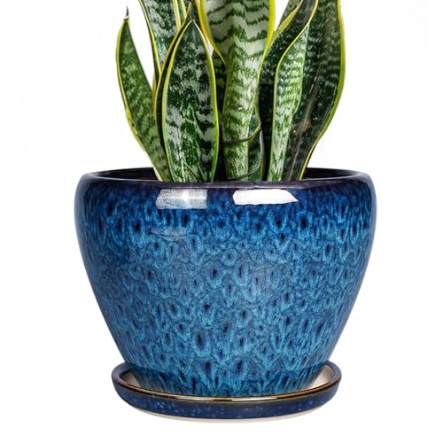 وعاء زراعة سيراميك 8 بوصة وعاء زهور سيراميك للنباتات الداخلية والخارجية وعاء دائري مع فتحة تصريف وصحن أزرق