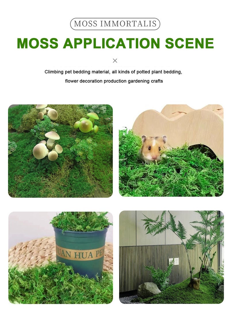 هومار كيت طحلب طبيعي، طحلب صناعي، طحلب اصطناعي، طحلب أخضر لديكور المناظر الطبيعية الصغيرة، نبات أخضر يمكنك صنعه بنفسك لتزيين الحدائق الخارجية (100 جرام) - Image 4