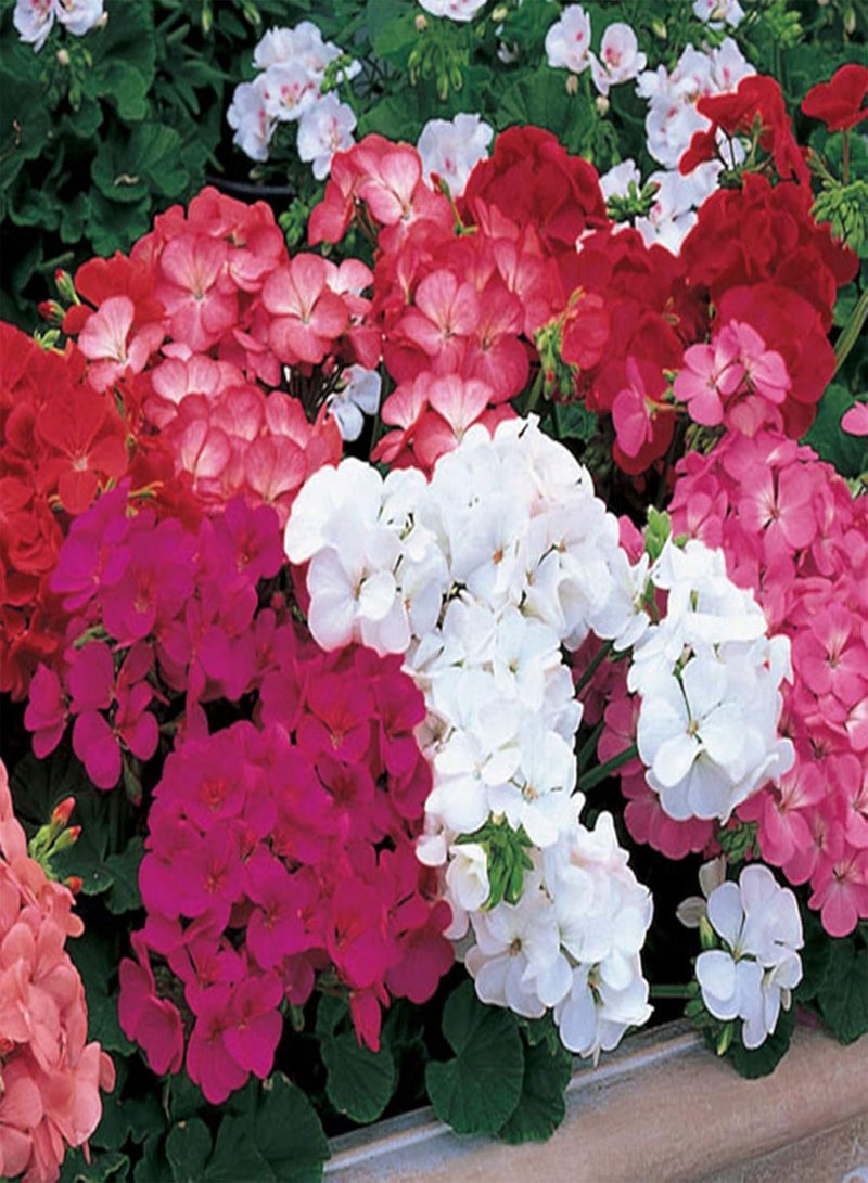 جي جوت 500 قطعة/حقيبة بذور ثرايف للزينة، بذور إبرة الراعي الزخرفية، بذور إبرة الراعي - Image 5