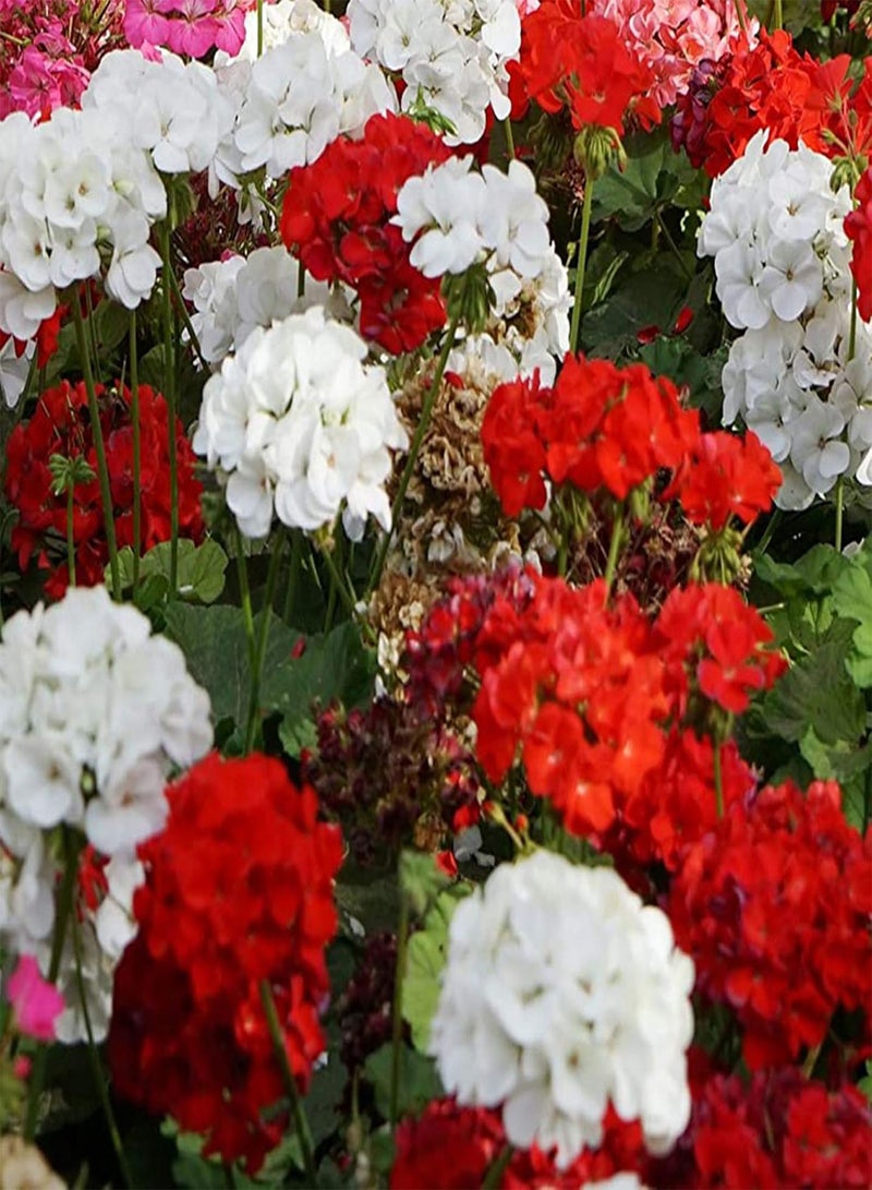 جي جوت 500 قطعة/حقيبة بذور ثرايف للزينة، بذور إبرة الراعي الزخرفية، بذور إبرة الراعي - Image 2