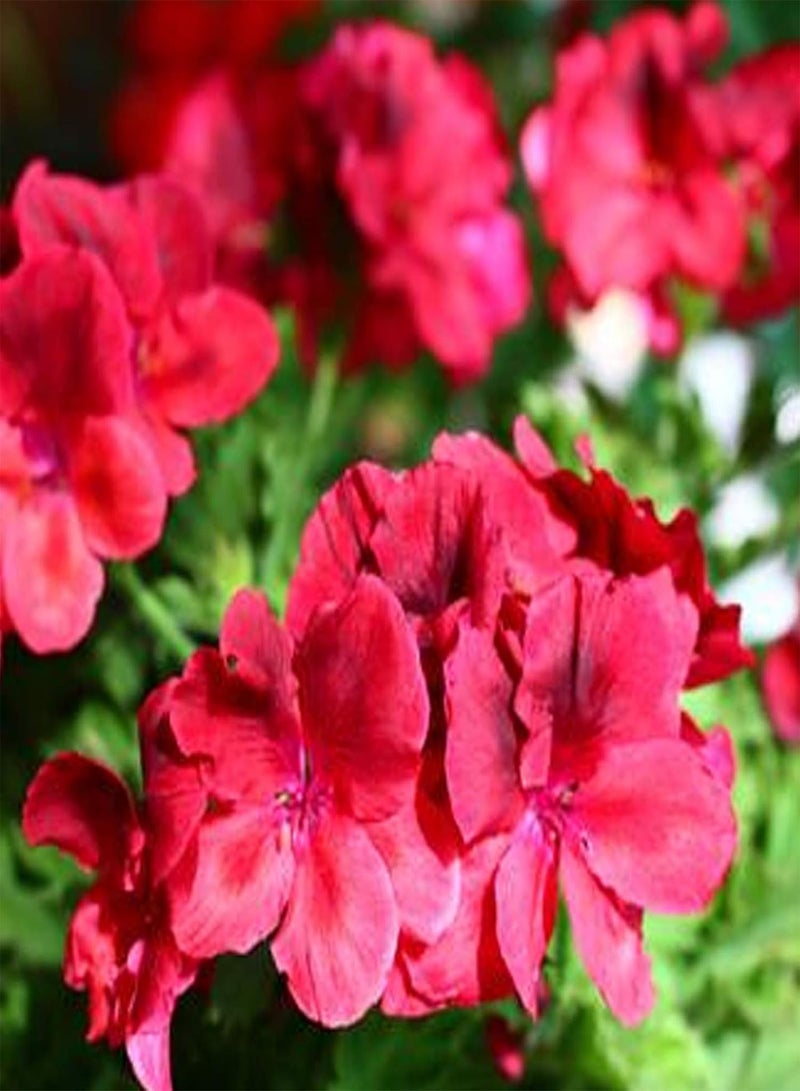 جي جوت 500 قطعة/حقيبة بذور ثرايف للزينة، بذور إبرة الراعي الزخرفية، بذور إبرة الراعي - Image 3