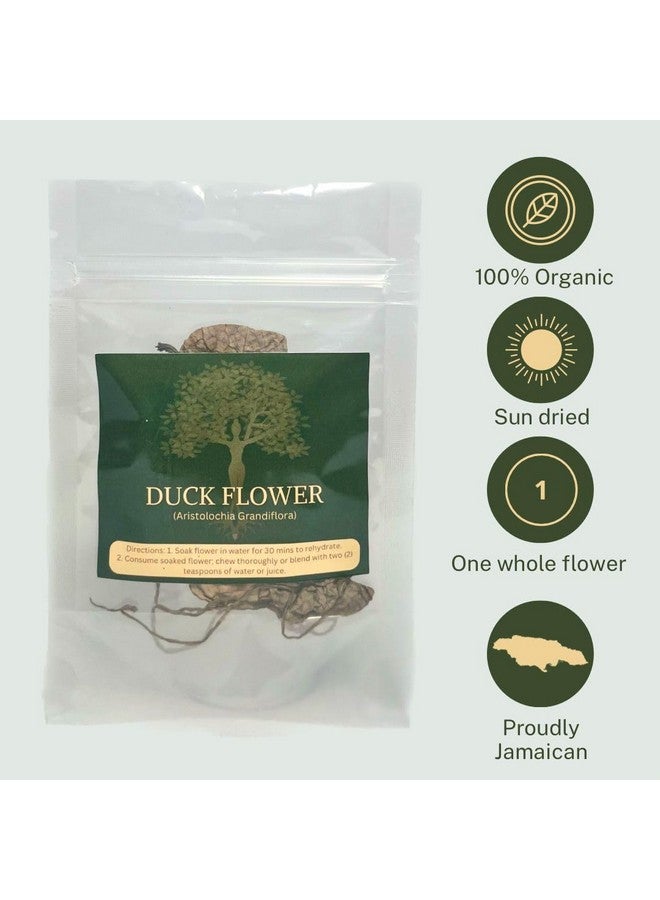 Generic Generic Jamaican Duck Flower, Flor De Pato - Dr. Sebi Approved, Wildcrafted for Wellness, 2 Ounce (Pack of 1)  - Image 3