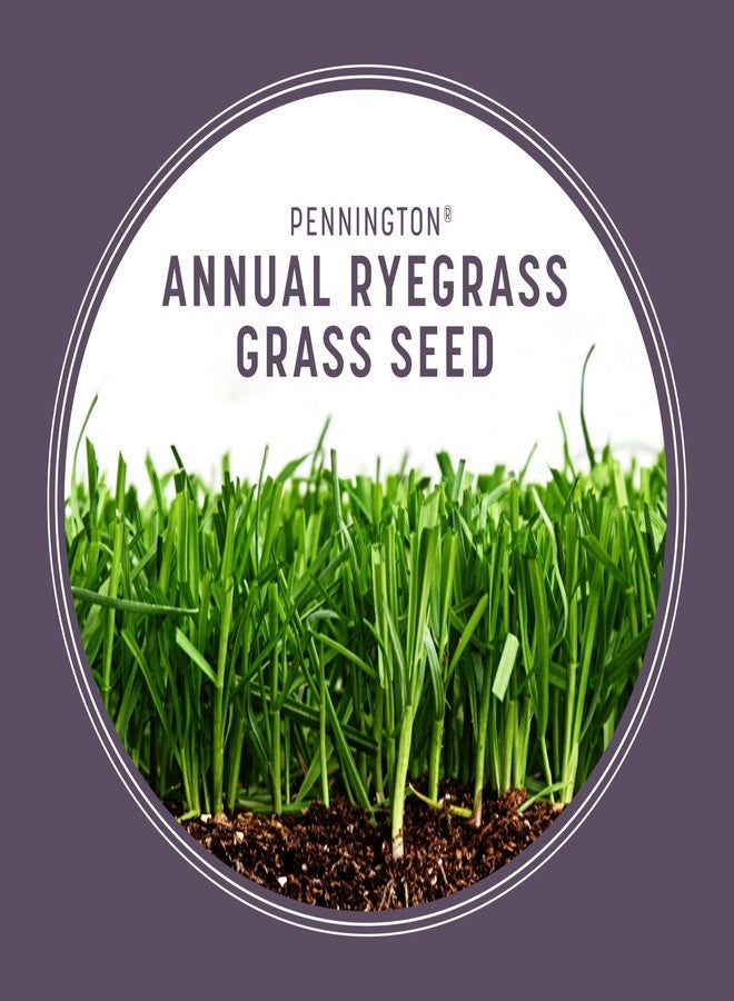 Pennington 100082632 Annual Ryegrass Grass Seed 10 lb, Black Label - Image 4
