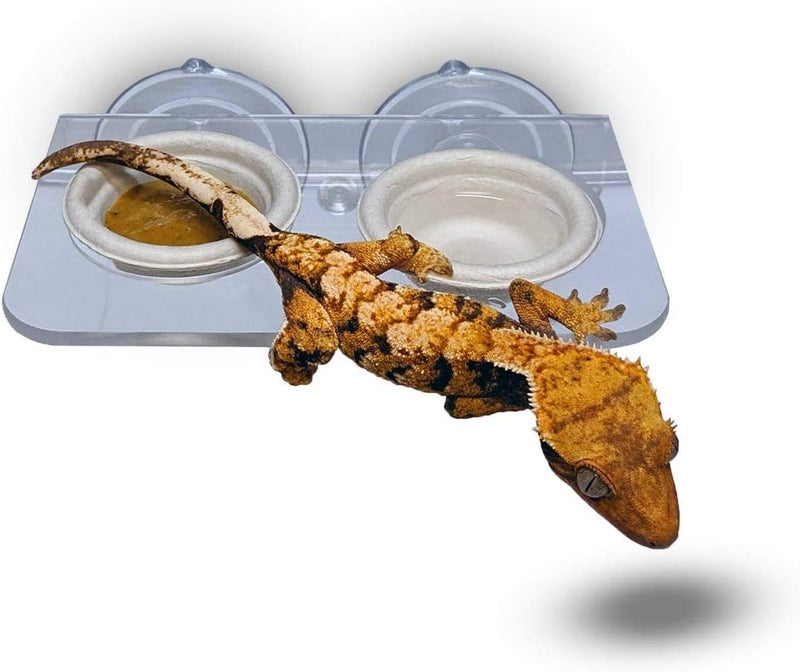 Pangea Acrylic Suction Cup Gecko Feeder Ledge (Small) for Lizards and Reptiles - Image 3