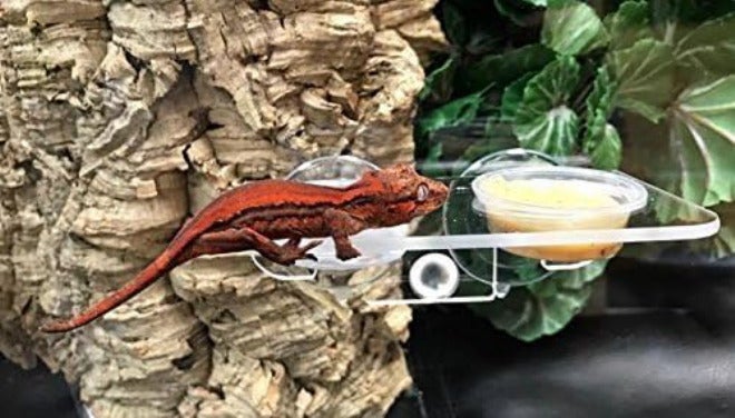 Pangea Acrylic Suction Cup Gecko Feeder Ledge (Small) for Lizards and Reptiles - Image 4