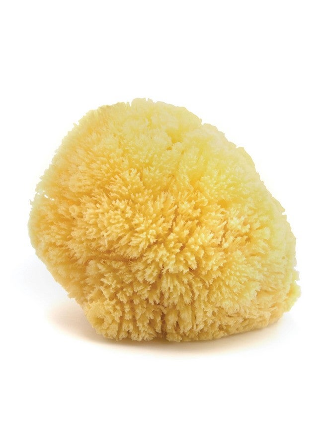 Neptune Natural Caribbean Sea Spongeall Natural Renewable Sea Sponge (6 Inch) 