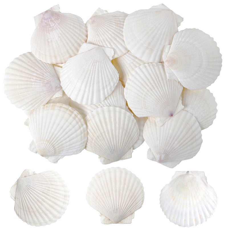 sinkoo Scallop Shells White Natural Seashell 25 PCS for DIY Craft Mermaid Beach Wedding Home Decoration(2""-3"") - Image 1